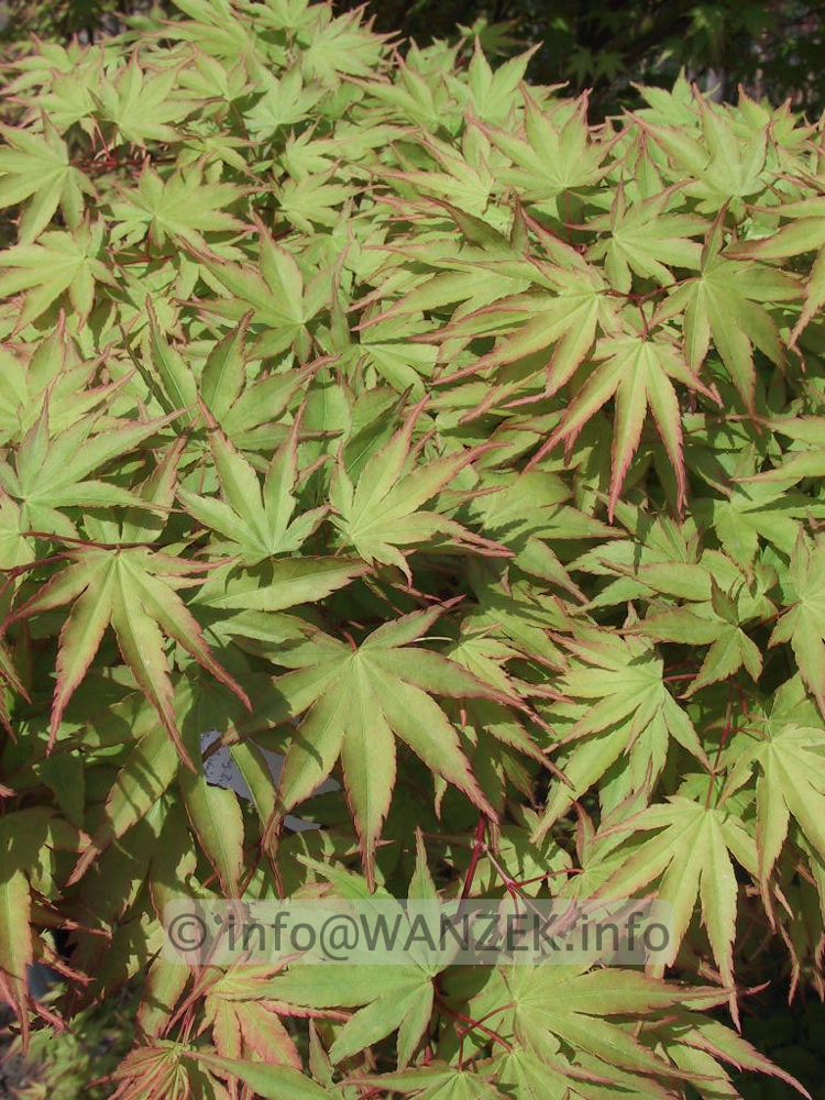 Acer palmatum - junges Laub.jpg